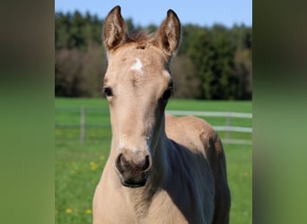 American Quarter Horse, Stallone, Puledri (03/2026), Pelle di daino