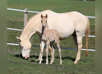 American Quarter Horse, Stallone, Puledri (03/2026), Pelle di daino