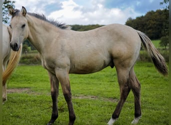 American Quarter Horse, Stallone, Puledri (04/2026), Pelle di daino