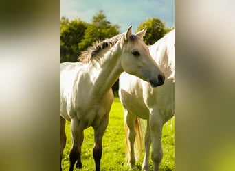 American Quarter Horse, Stallone, Puledri (04/2026), Pelle di daino