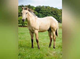 American Quarter Horse, Stallone, Puledri (04/2026), Pelle di daino