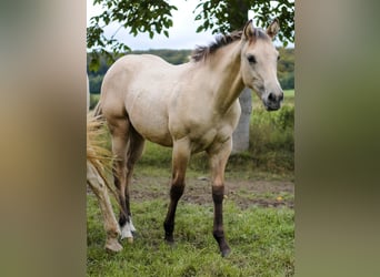 American Quarter Horse, Stallone, Puledri (04/2026), Pelle di daino