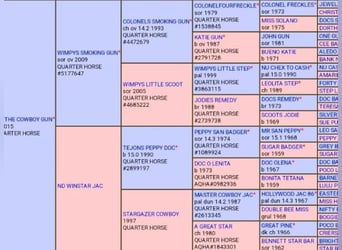 American Quarter Horse, Stallone, Puledri (03/2025)