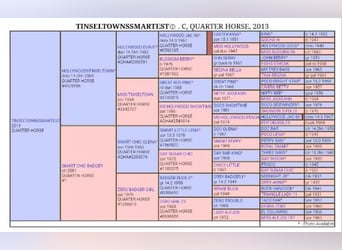 American Quarter Horse, Stallone, Puledri (04/2025)