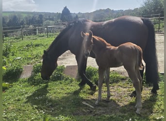 American Quarter Horse, Stallone, Puledri (04/2026), Roano rosso