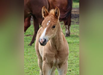 American Quarter Horse, Stallone, , Sauro ciliegia