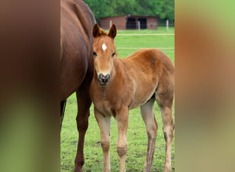 American Quarter Horse, Stallone, , Sauro ciliegia