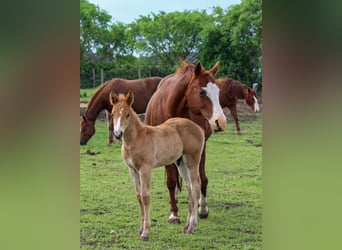 American Quarter Horse, Stallone, , Sauro ciliegia