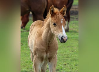 American Quarter Horse, Stallone, , Sauro ciliegia
