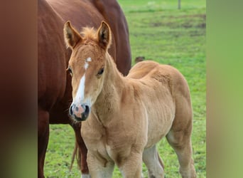 American Quarter Horse, Stallone, , Sauro ciliegia