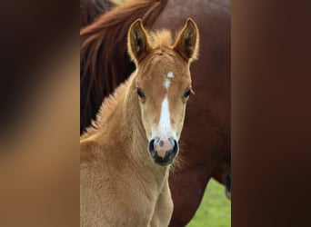 American Quarter Horse, Stallone, , Sauro ciliegia