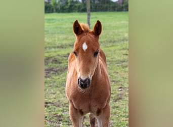 American Quarter Horse, Stallone, , Sauro ciliegia