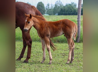 American Quarter Horse, Stallone, , Sauro ciliegia
