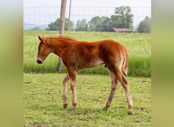 American Quarter Horse, Stallone, , Sauro ciliegia
