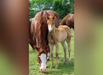 American Quarter Horse, Stallone, , Sauro ciliegia