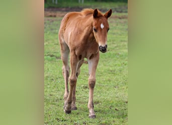 American Quarter Horse, Stallone, , Sauro ciliegia