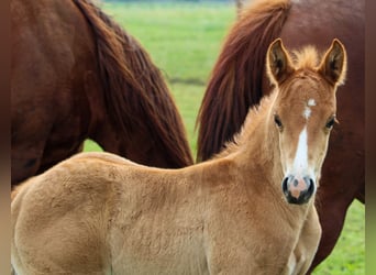 American Quarter Horse, Stallone, , Sauro ciliegia