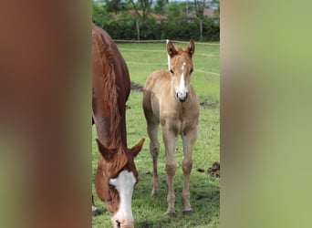 American Quarter Horse, Stallone, , Sauro ciliegia
