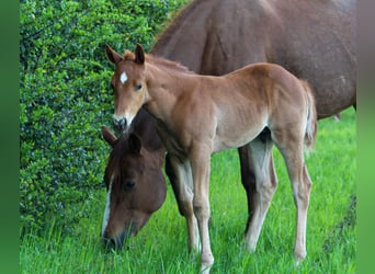 American Quarter Horse, Stallone, , Sauro ciliegia