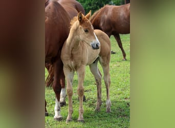 American Quarter Horse, Stallone, , Sauro ciliegia