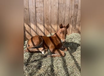 American Quarter Horse, Stallone, Puledri (04/2026), Sauro