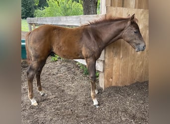 American Quarter Horse, Stallone, Puledri (04/2026), Sauro