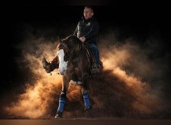 American Quarter Horse, Stallone, 6 Anni, 157 cm, Red dun