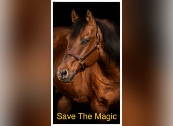 American Quarter Horse, Stallone, 25 Anni, 148 cm, Red dun