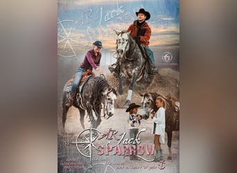 American Quarter Horse, Stallone, 8 Anni, 149 cm