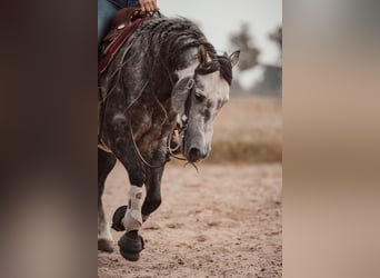 American Quarter Horse, Stallone, 8 Anni, 149 cm