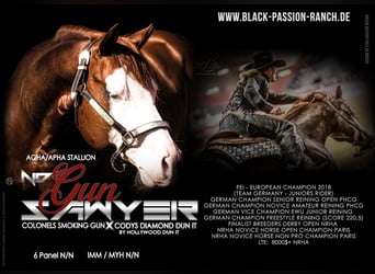 American Quarter Horse, Stallone, 15 Anni, 147 cm, Sauro