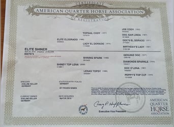 American Quarter Horse, Stallone, 6 Anni, 148 cm, Sauro