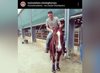 American Quarter Horse, Stallone, 7 Anni, 145 cm, Sauro scuro