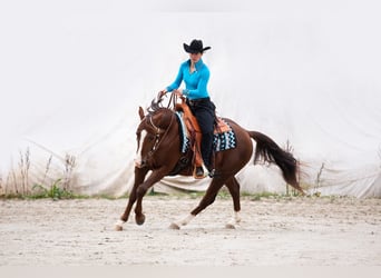 American Quarter Horse, Stallone, 9 Anni, 154 cm, Sauro scuro