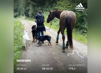 American Quarter Horse, Stallone, 9 Anni, 154 cm, Sauro scuro