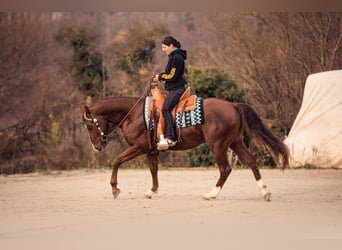 American Quarter Horse, Stallone, 9 Anni, 154 cm, Sauro scuro