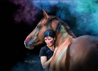 American Quarter Horse, Stallone, 9 Anni, 154 cm, Sauro scuro