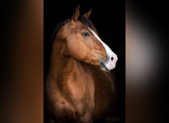 American Quarter Horse, Stallone, 9 Anni, 154 cm, Sauro scuro