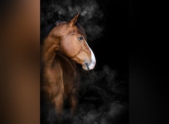 American Quarter Horse, Stallone, 9 Anni, 154 cm, Sauro scuro