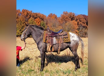 American Quarter Horse, Stute, 10 Jahre, 132 cm, Brauner