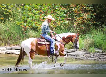 American Quarter Horse, Stute, 10 Jahre, 137 cm, Tobiano-alle-Farben