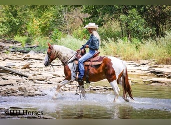American Quarter Horse, Stute, 10 Jahre, 137 cm, Tobiano-alle-Farben