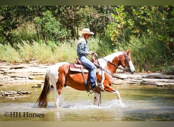 American Quarter Horse, Stute, 10 Jahre, 137 cm, Tobiano-alle-Farben
