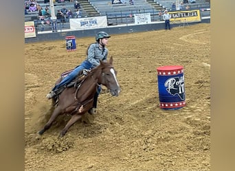 American Quarter Horse, Stute, 10 Jahre, 142 cm, Brauner