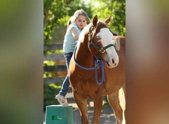 American Quarter Horse, Stute, 10 Jahre, 144 cm, Fuchs