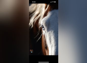 American Quarter Horse, Stute, 10 Jahre, 144 cm, Fuchs