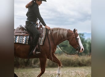 American Quarter Horse, Stute, 10 Jahre, 144 cm, Fuchs