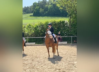 American Quarter Horse, Stute, 10 Jahre, 144 cm, Fuchs
