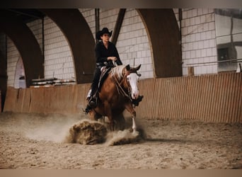 American Quarter Horse, Stute, 10 Jahre, 144 cm, Fuchs