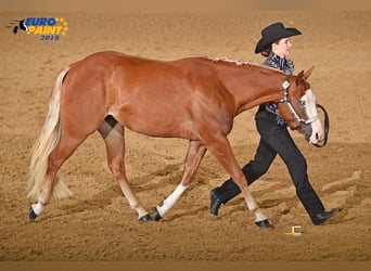 American Quarter Horse, Stute, 10 Jahre, 144 cm, Fuchs